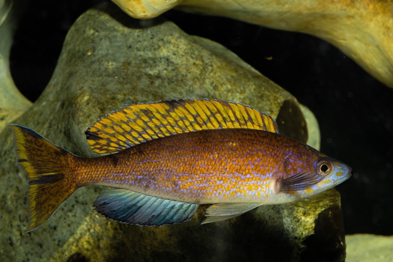 Cyprichromis microlepidotus 'Kiriza'